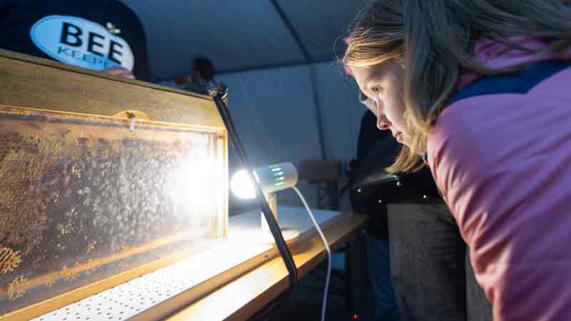 Besucherin schaut sich ein Bienenvolk am Infostand bei der Kinderkulturnacht in Eisenach an